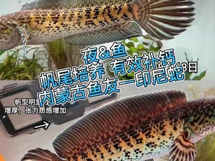 雷龍魚長帆問題
