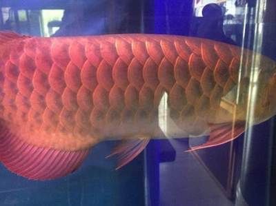 個人轉讓紅龍魚違法嗎知乎：個人轉讓紅龍魚合法嗎