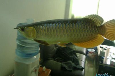 金龍魚最低水溫多少合適：金龍魚水溫驟降應(yīng)急措施