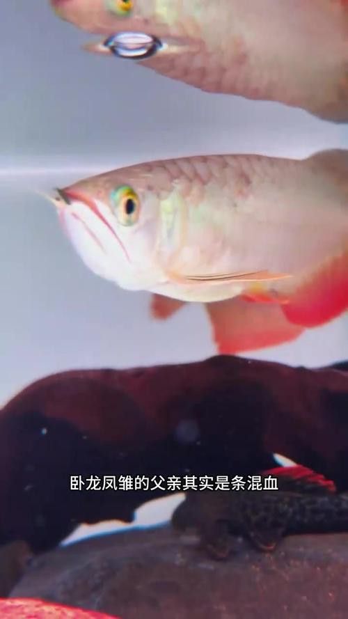 下龍魚的圖片
