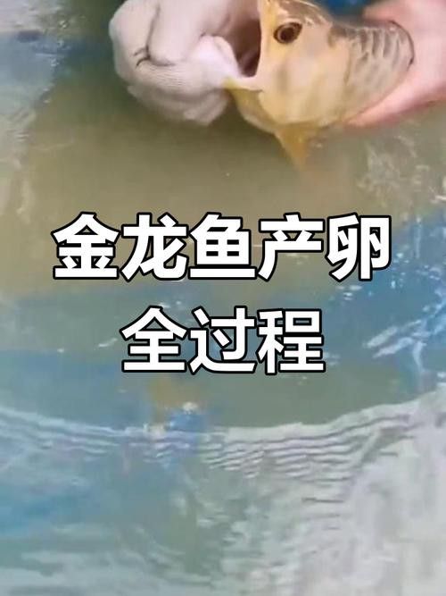 下龍魚的圖片