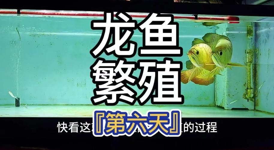 下龍魚的圖片