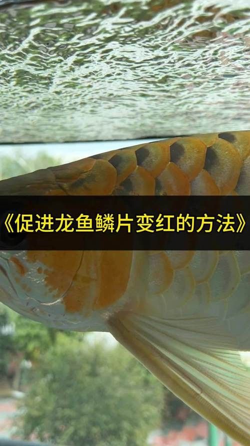 下龍魚的圖片