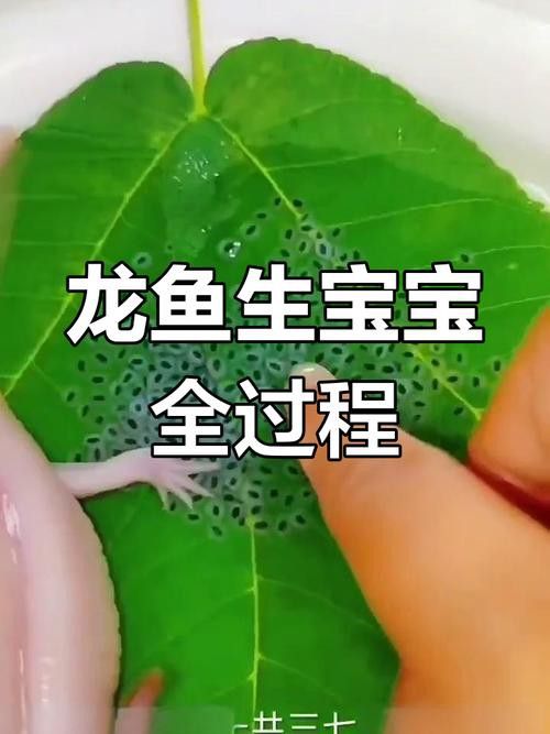 下龍魚的圖片