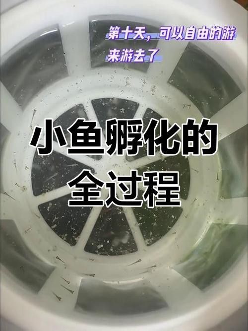 下龍魚的圖片