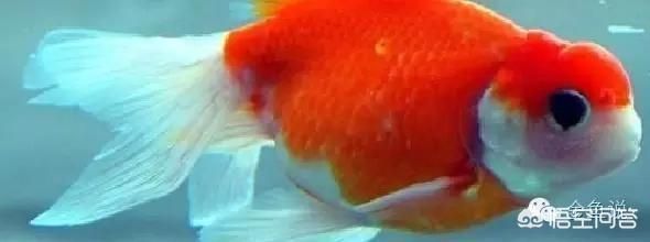 龍魚做掉眼手術失敗血管破裂