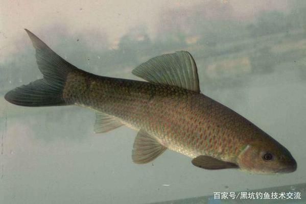 青龍魚飼料選擇與搭配技巧，如何根據青龍魚的營養需求選擇合適的飼料種類及搭配技巧 青龍魚飼料選擇與搭配技巧，如何根據青龍魚的營養需求選擇合適的飼料種類及搭配技巧 龍魚百科 第2張