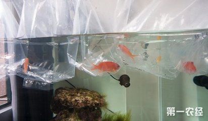 新買的龍魚怎么過水（新買的龍魚怎么過水？）