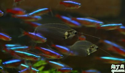 新買的龍魚怎么過水（新買的龍魚怎么過水？）