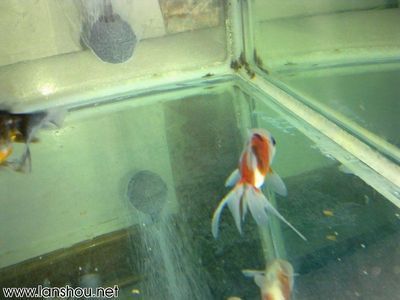 新買的龍魚怎么過水（新買的龍魚怎么過水？）