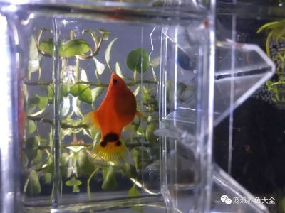 新買的龍魚怎么過水（新買的龍魚怎么過水？）