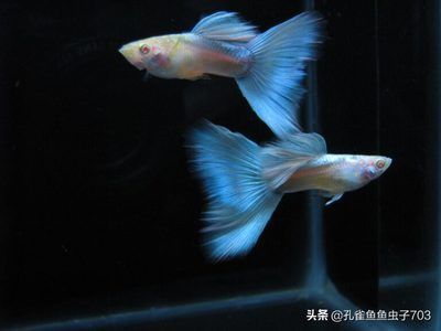 新買的龍魚怎么過水（新買的龍魚怎么過水？）