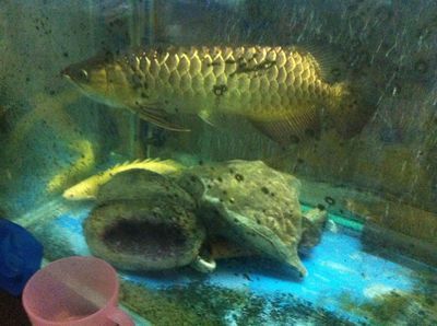金龍魚下嘴唇比上嘴唇長：為什么金龍魚下嘴唇比上嘴唇長