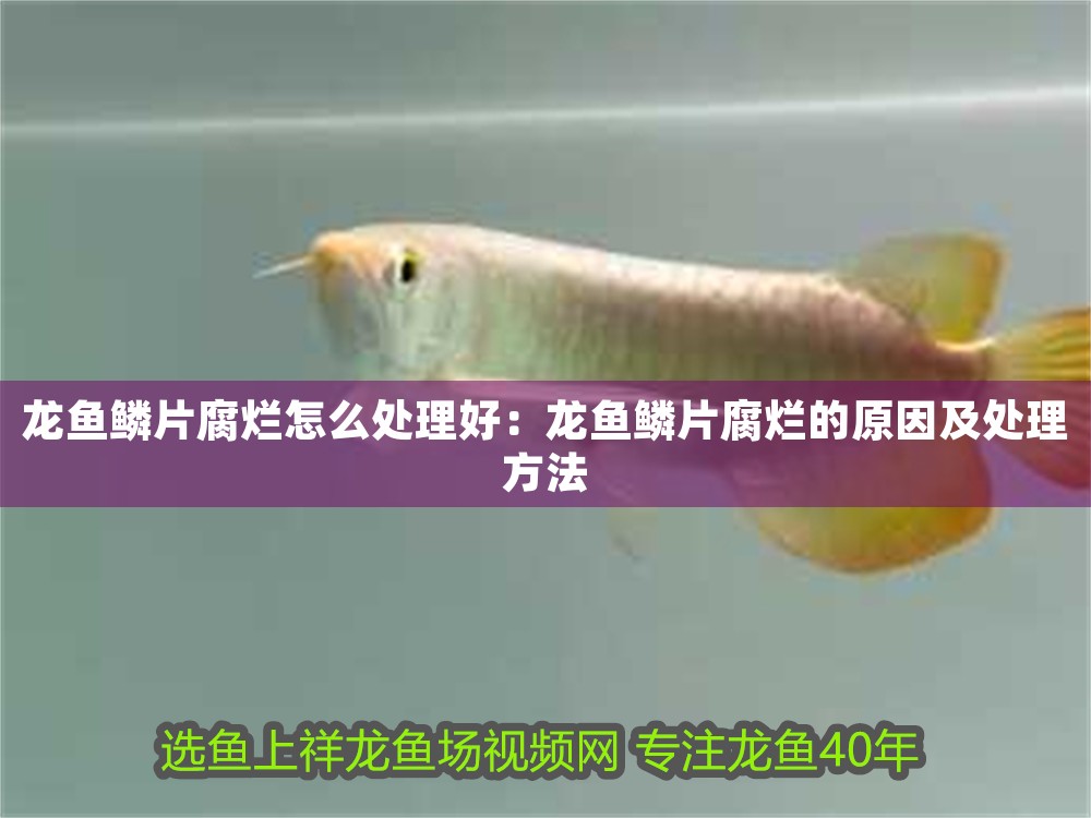金龍魚燈管哪個好一點