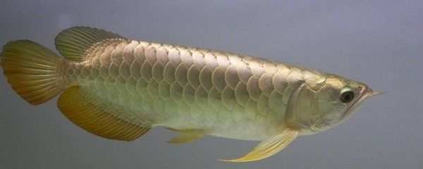 龍魚魚缸多大合適：龍魚魚缸合適大小取決于多種因素，飼養龍魚的魚缸尺寸需要注意