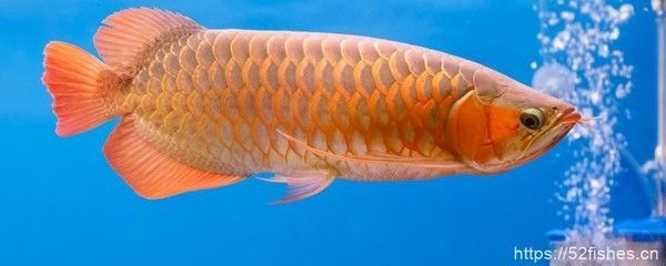 龍魚立鱗的處理方法是什么龍魚立鱗的原因造成的：龍魚有點立鱗怎么辦