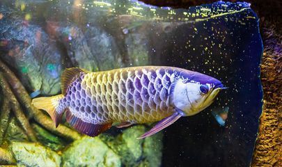 龍魚得病死了有什么預兆嗎圖片大全：如何判斷龍魚心理狀態(tài)，水質異常對龍魚的影響，正確飼養(yǎng)龍魚的技巧