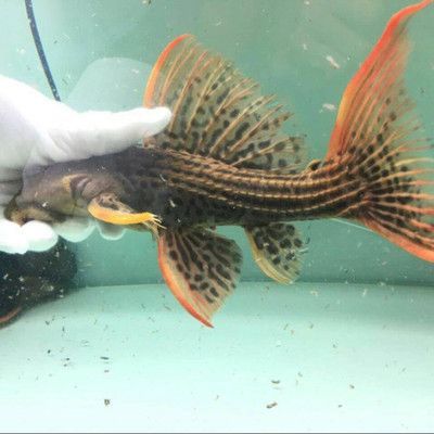 廣州水族批發市場祥龍魚場（廣州水族批發市場資訊-祥龍魚場） 廣州水族批發市場祥龍魚場（廣州水族批發市場資訊-祥龍魚場） 龍魚百科 第7張