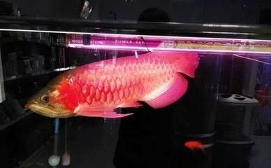 龍魚專用燈品牌推薦：知名龍魚專用燈品牌 龍魚專用燈品牌推薦：知名龍魚專用燈品牌 龍魚百科 第1張