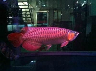 龍魚專用燈品牌推薦：知名龍魚專用燈品牌 龍魚專用燈品牌推薦：知名龍魚專用燈品牌 龍魚百科 第3張