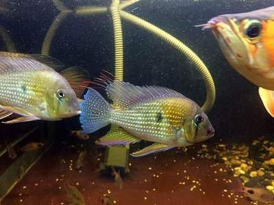 龍魚連續點頭：龍魚的連續點頭行為可能由多種原因引起