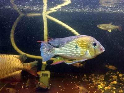 龍魚連續點頭：龍魚的連續點頭行為可能由多種原因引起