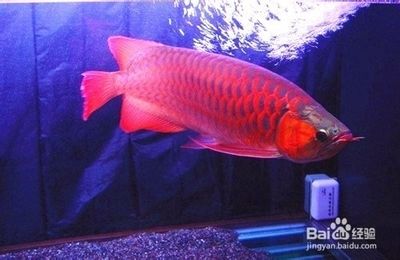 紅龍魚眼睛里有白色物體怎么辦圖片視頻大全集（紅龍魚眼睛有白膜怎么辦）