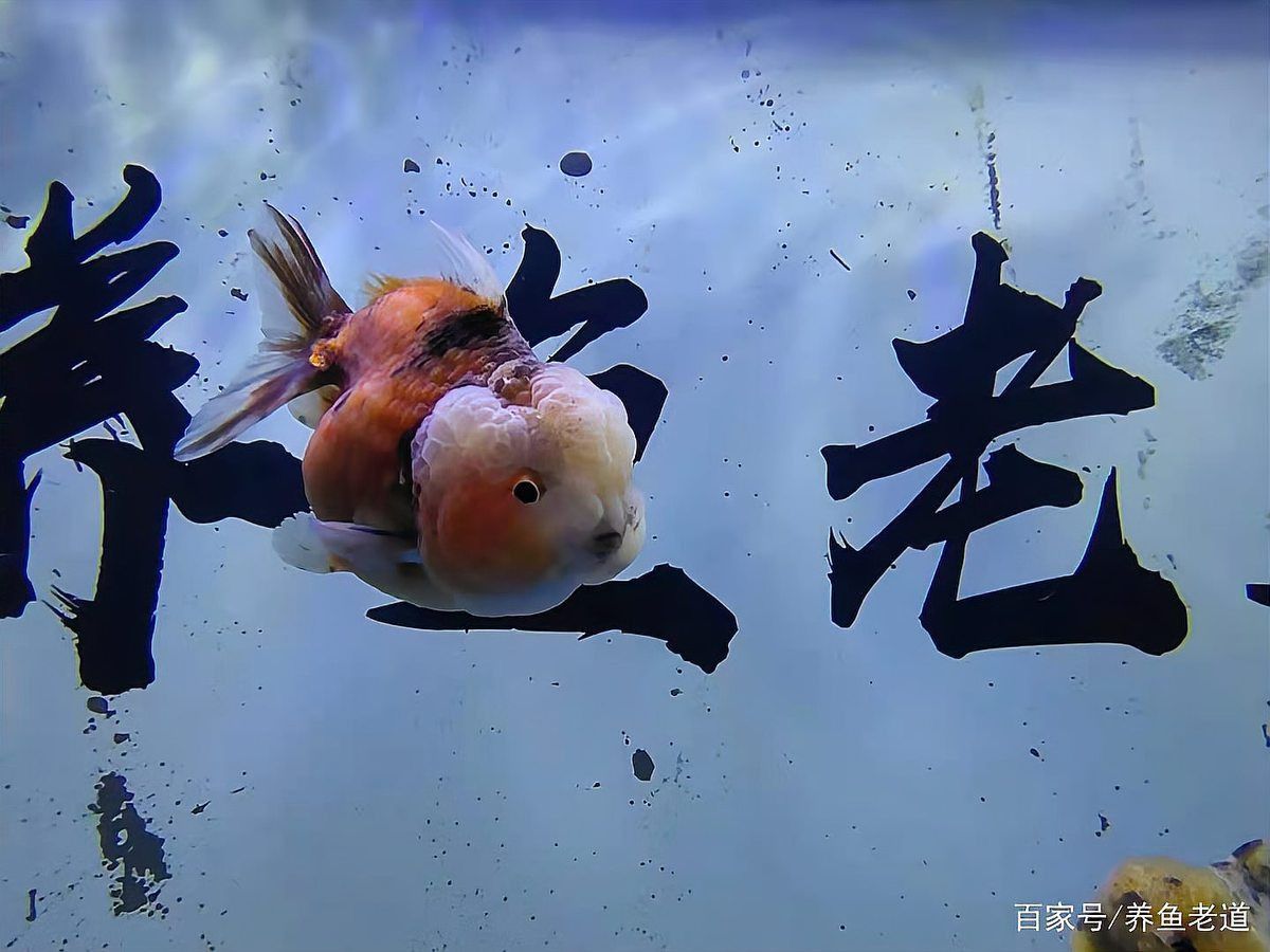馬印魚缸照明燈亮了的原因和解決方案
