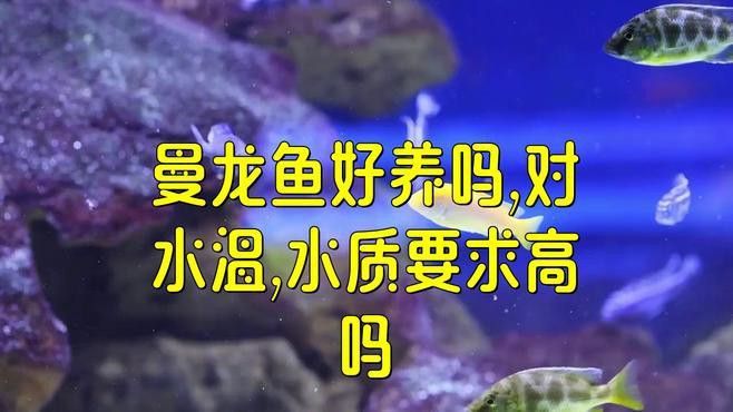 熱帶曼龍魚好不好養(yǎng)
