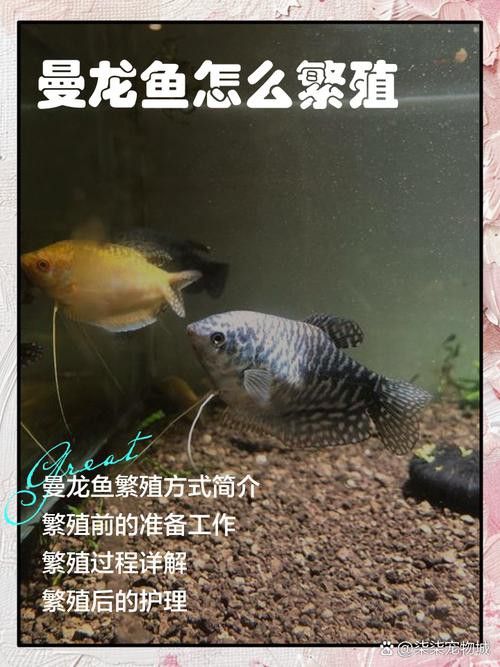 熱帶曼龍魚好不好養