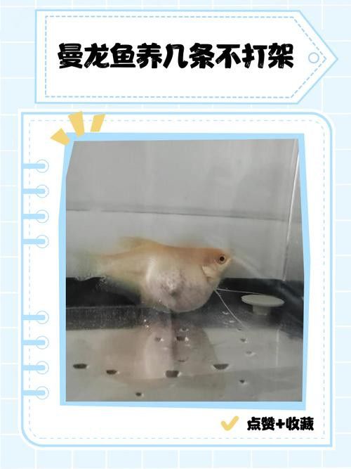 熱帶曼龍魚好不好養