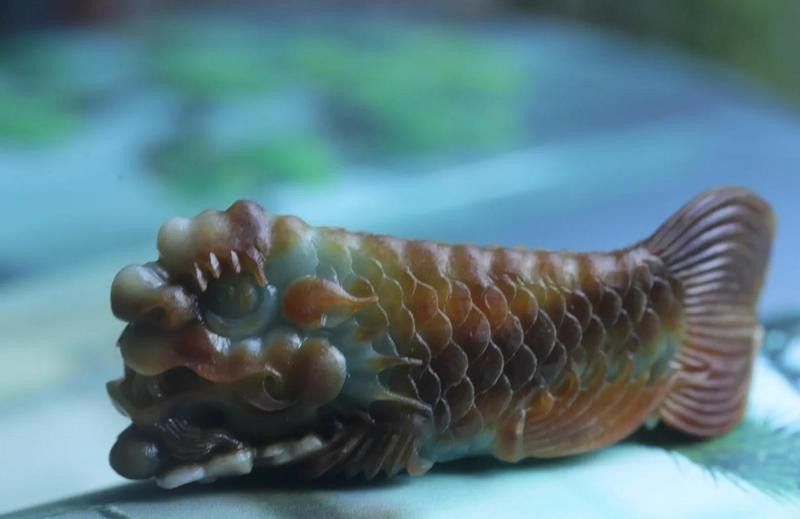 龍頭魚尾擺件如何保養？ 龍頭魚尾擺件如何保養？ 龍魚百科 第17張