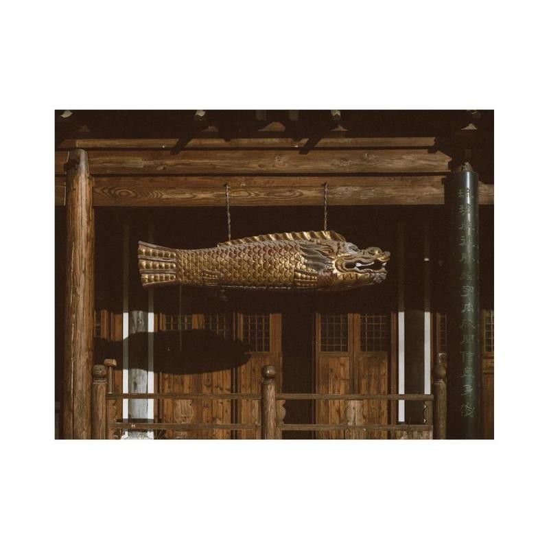 龍頭魚尾擺件如何保養？ 龍頭魚尾擺件如何保養？ 龍魚百科 第19張