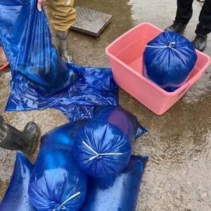 活體龍魚打包技巧（活體龍魚打包技巧是一項需要專業知識和細致操作任務）