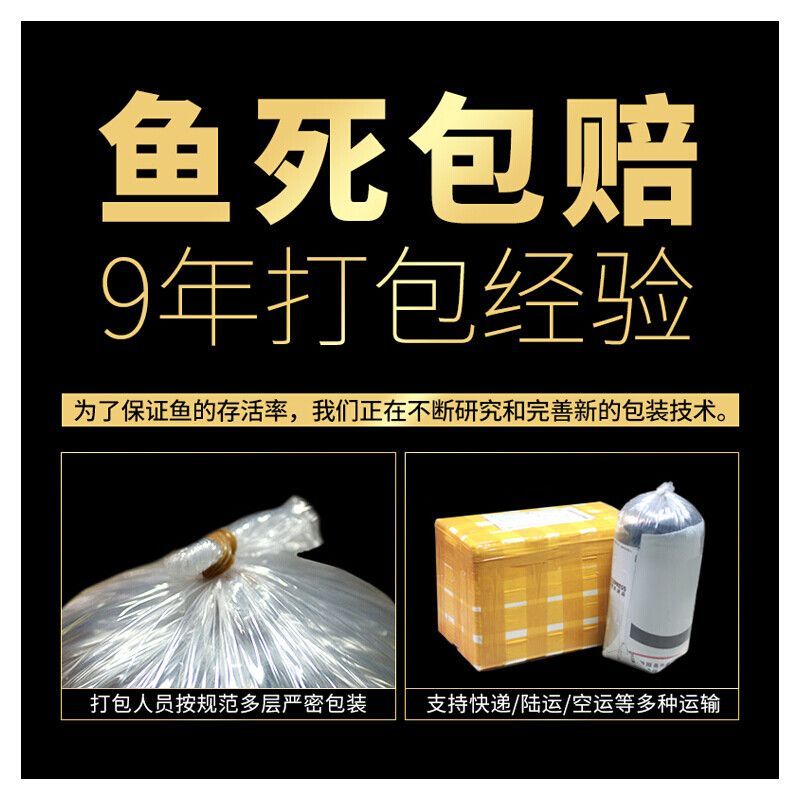 活體龍魚打包技巧（活體龍魚打包技巧是一項需要專業知識和細致操作任務）