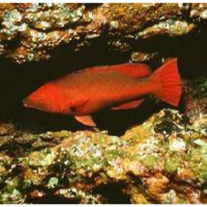 紅龍魚的最佳養殖溫度是多少