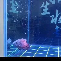 金老虎魚是皇冠三間嗎