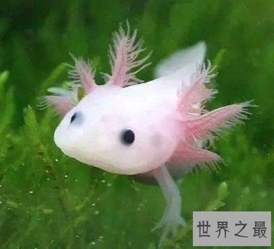 20公分龍魚食量（20公分左右的龍魚吃什么？） 20公分龍魚食量（20公分左右的龍魚吃什么？） 龍魚百科