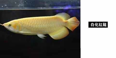 龍魚有點燒尾怎么回事：如何判斷龍魚燒尾的原因
