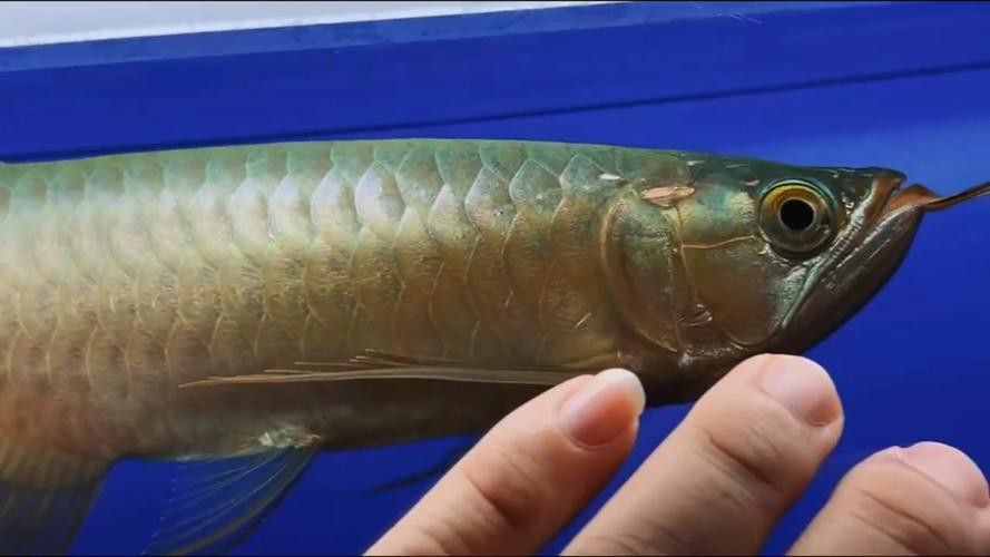 綠底金龍魚(yú)圖片
