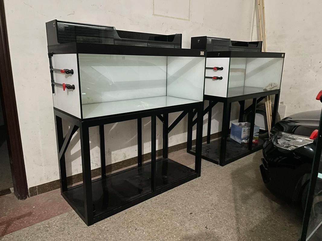 如何預防龍魚立鱗病再次發生？ 如何預防龍魚立鱗病再次發生？ 龍魚百科 第9張