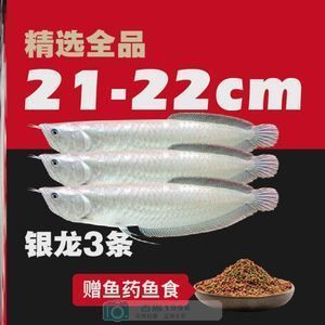 印尼小紅龍魚飼料品牌推薦：印尼小紅龍魚飼料品牌