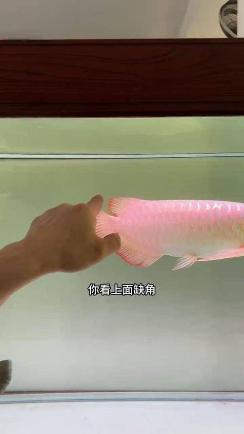 龍魚撞缸把嘴撞爛怎么辦解決