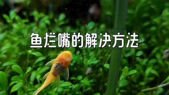 龍魚撞缸把嘴撞爛怎么辦解決