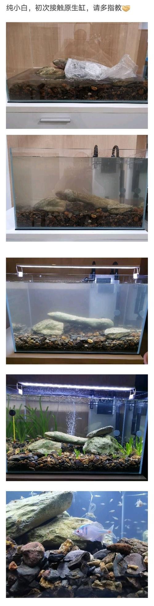 銀龍魚的養(yǎng)法和注意事項(xiàng)圖片
