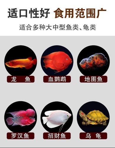 銀龍魚的養(yǎng)法和注意事項(xiàng)圖片