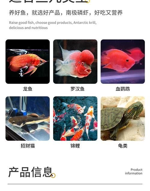 銀龍魚的養(yǎng)法和注意事項(xiàng)圖片