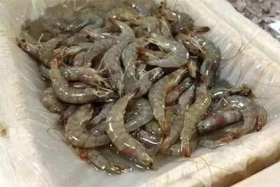 龍魚水泡病用什么抗生素（治療龍魚水泡病時，抗生素是一種常用的治療方法） 龍魚水泡病用什么抗生素（治療龍魚水泡病時，抗生素是一種常用的治療方法） 龍魚百科 第1張
