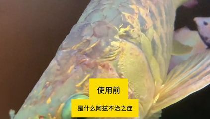 龍魚水泡病用什么抗生素（治療龍魚水泡病時，抗生素是一種常用的治療方法） 龍魚水泡病用什么抗生素（治療龍魚水泡病時，抗生素是一種常用的治療方法） 龍魚百科 第4張