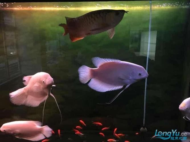 龍魚能和戰船一起養嗎圖片欣賞 龍魚百科 第3張 龍魚能和戰船一起養嗎圖片欣賞 龍魚能和戰船一起養嗎圖片欣賞 龍魚百科 第3張